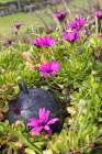 Aldeia da Cuada, Azores, Portugal. Pink wildflowers on Flores Island. Art Print